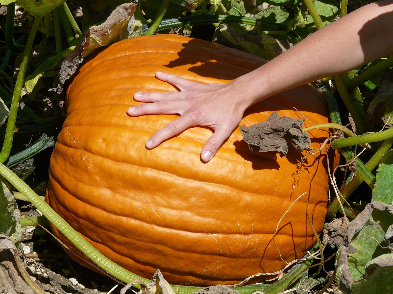 Illustrating the value difference between clean and tainted Bitcoin. pumpkin, giant pumpkin, cucurbita maxima, pumpkin plant, cucurbitaceae, fruit, cultivation, breed, orange, big, gigantic, hand, comparison, size comparison, giant pumpkin, giant pumpkin, giant pumpkin, giant pumpkin, giant pumpkin, comparison