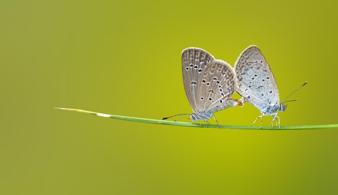 Detailed view of Antminer L11 Hydro butterflies, insects, pair, mating, wings, butterfly wings, winged insects, lepidoptera, fauna, close up, macro, nature, insects, insects, pair, pair, pair, mating, mating, mating, mating, mating, wings, wings, wings, macro, nature, nature, nature, nature
