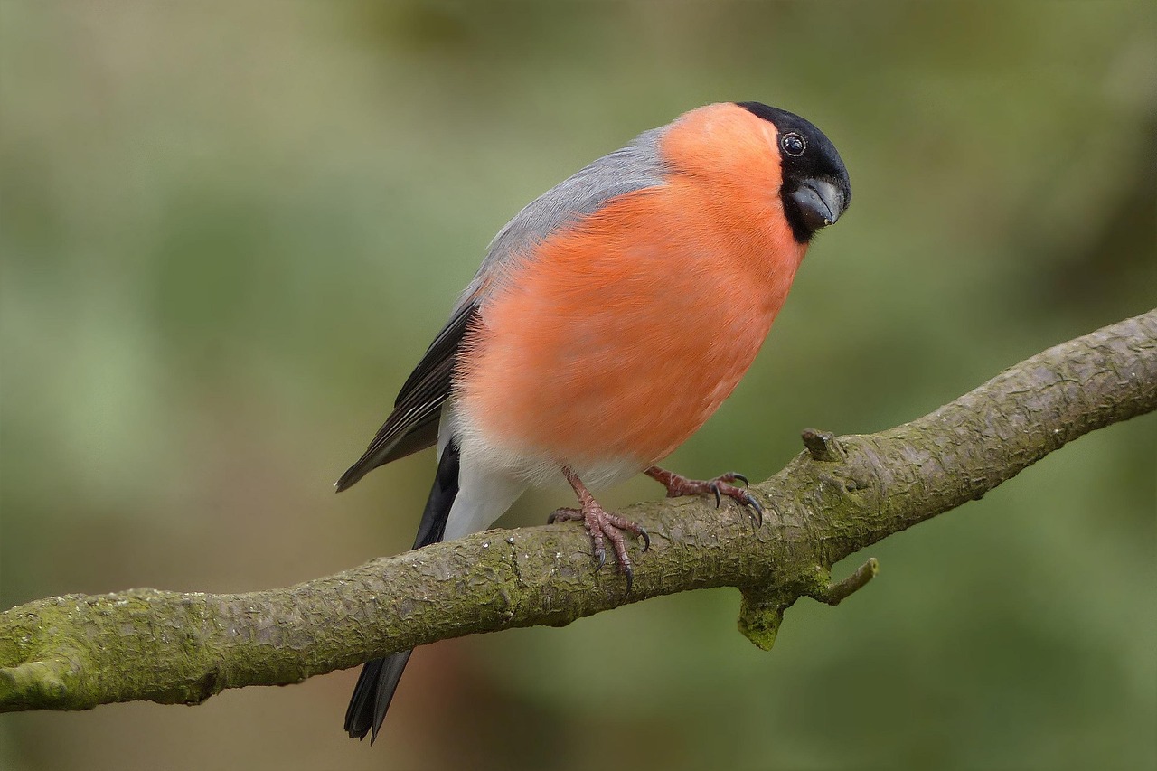 Close-up of an ASIC miner showing technical specifications bird, nature, bullfinch, male, garden, branch, foraging, close up