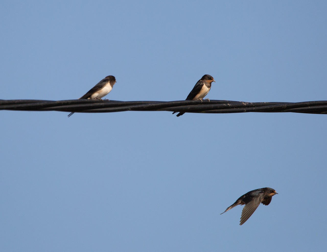 XRP trading activity showcasing market dynamics. swallow on a wire, swallow, summer bird, nature, bird on a wire, swift, resting, bird, martin, zoology, silhouette, ornithology