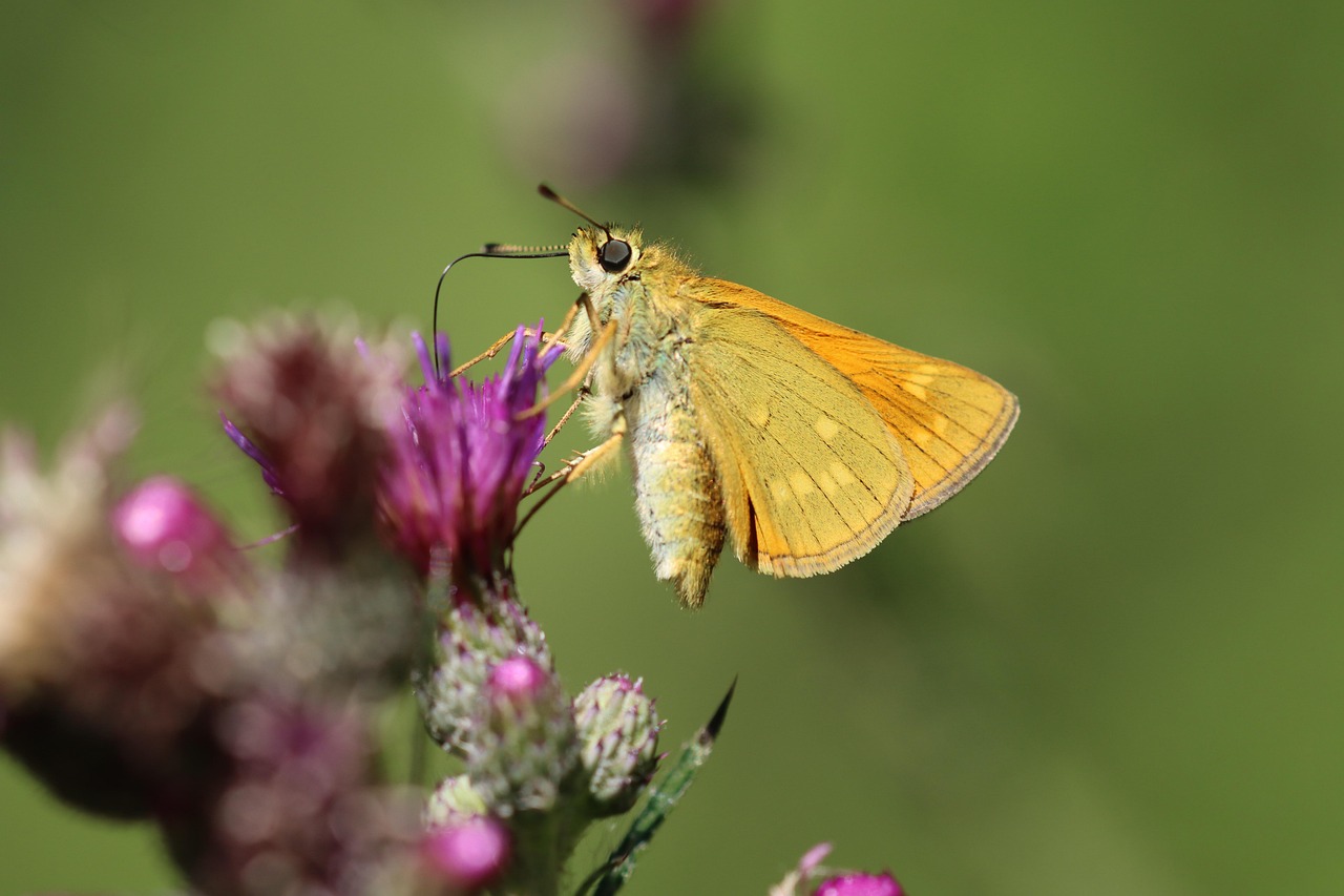 Highlighting the technology behind Bitcoin mining. butterfly, nature, pollination, close up, wing, flying, insect, fauna