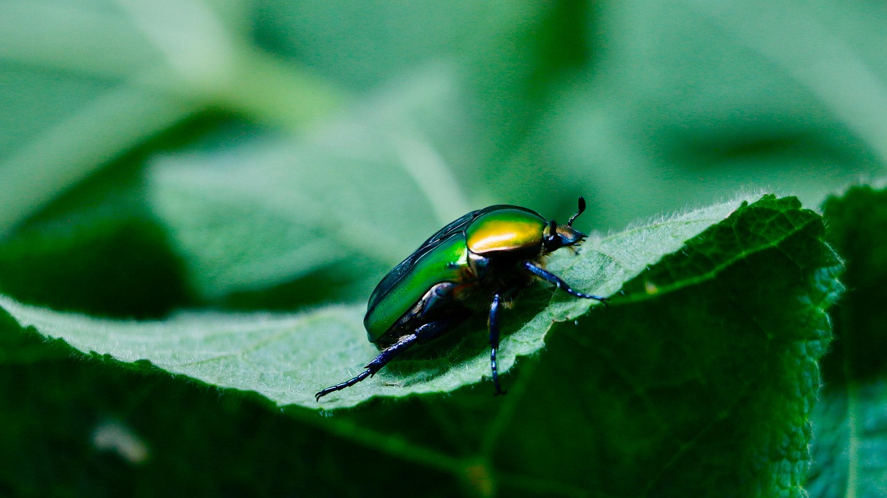 Detailing the components of an ASIC miner insect, beetle, bug, nature, forest, animal, green, close up, macro