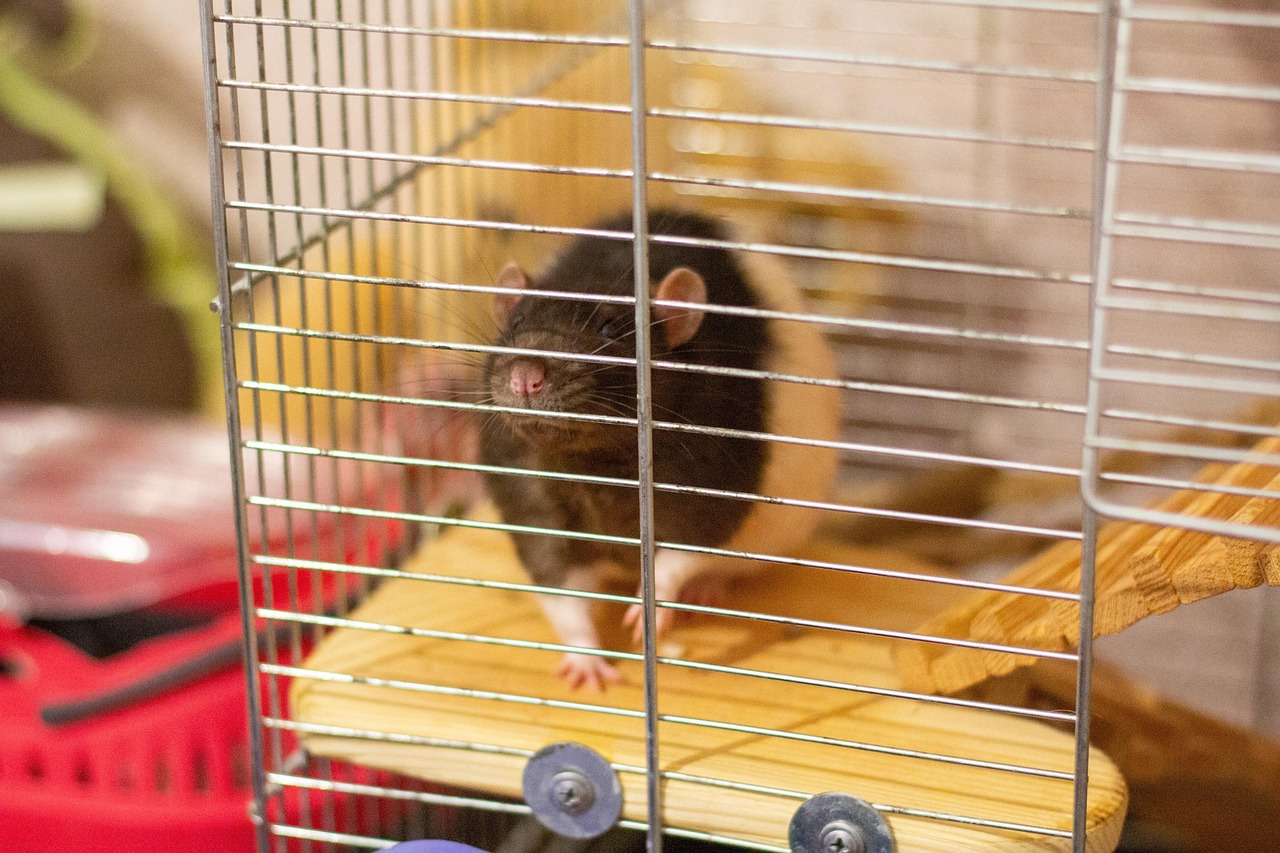 Visual comparison of new vs used ASIC miners. rat, cell, an animal in a cage, rat in a cage, paws, furry, cage, animal in a cage, fluffy