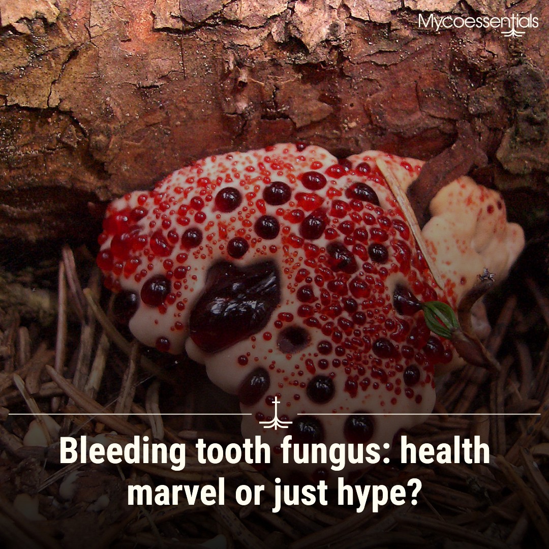 Bleeding Tooth Fungus