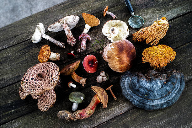 Assorted Medicinal Mushrooms