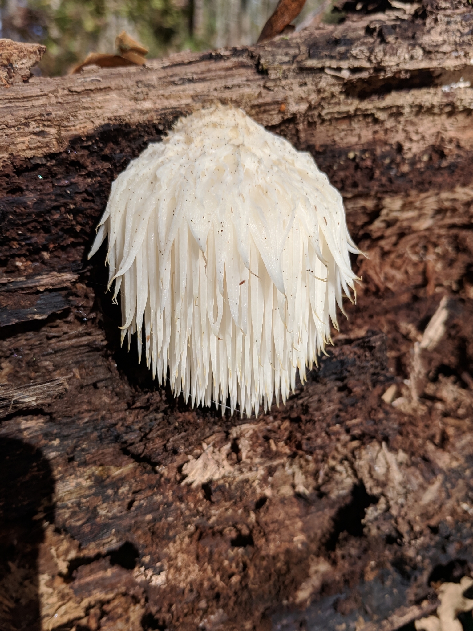A forest soil network depicting a fungi network