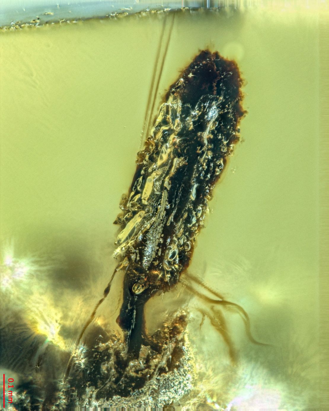 A patch of fascinating mushrooms in a lush forest.