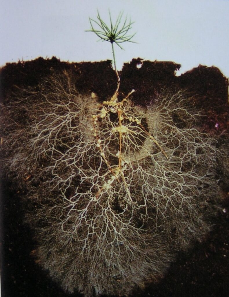 99-million-year-old 'zombie' fungi